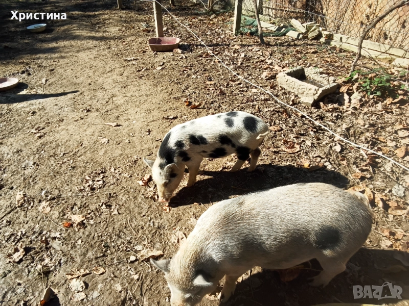 Виетнамски прасета, снимка 1