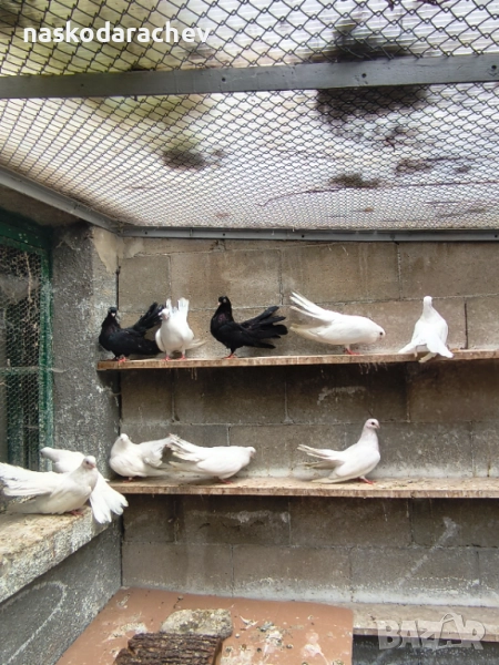 Бургаски местни преметачи различни цветове, снимка 1