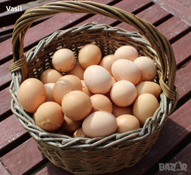 Домашни яйца от свободно отглеждани кокошки, снимка 1