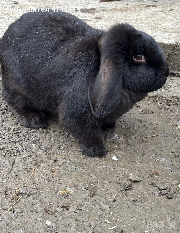 Женски зайци , снимка 1