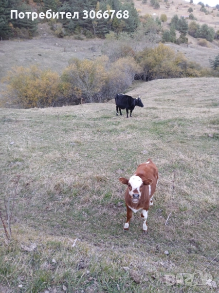 Крави , снимка 1