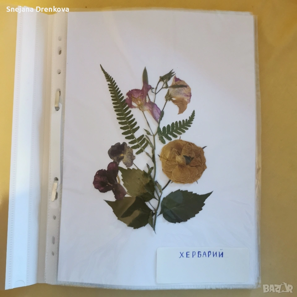 Систематичен хербарий, снимка 1