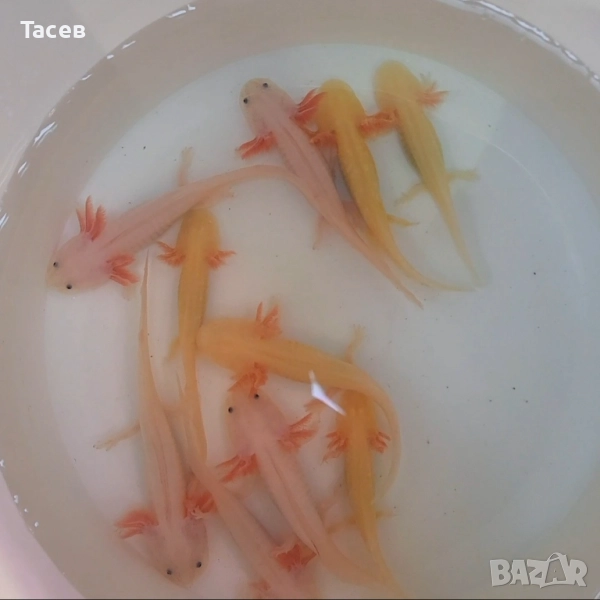 Аксолотъл 12см, снимка 1