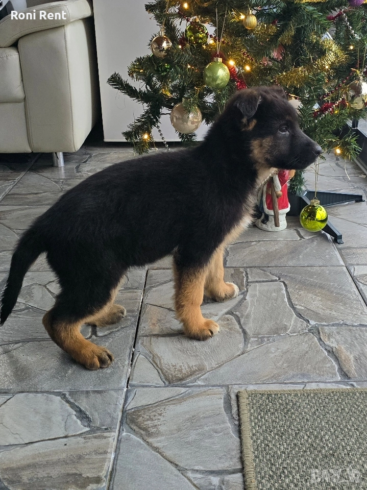 Немски Овчарки !Свободни 1 мъжко и 2 женски, снимка 1