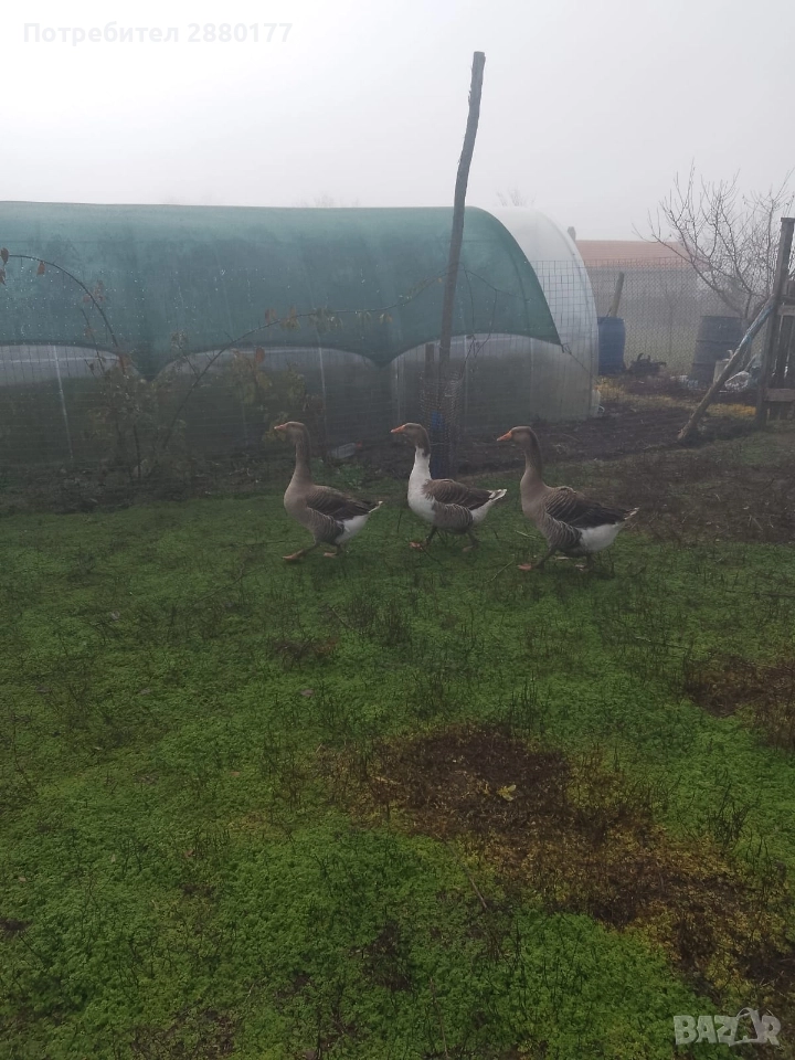Едри гъски , снимка 1