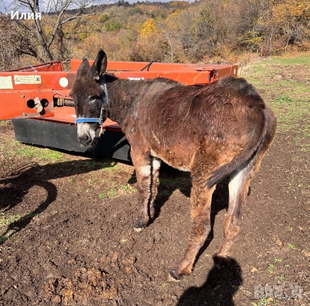 Продавам женско магаре, снимка 1