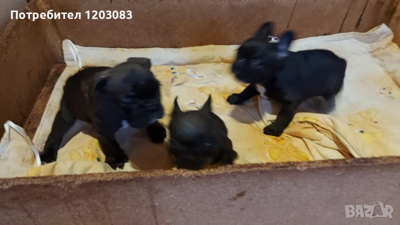 френски булдог, снимка 1