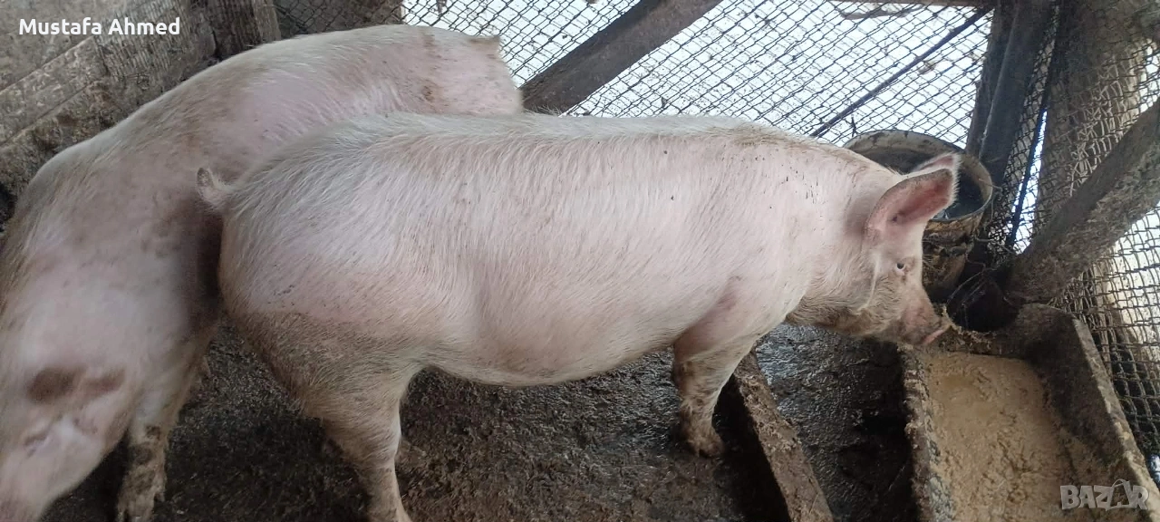 Продавам Прасета, снимка 1