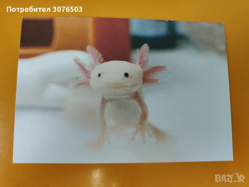 Collectible Postcard , снимка 1