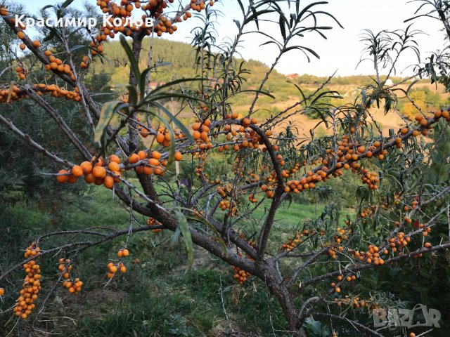 Облепиха, лечебни плодове и растения,супер храни,билки, снимка 3 - Градински цветя и растения - 34161365