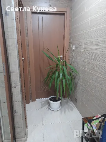 Палма юка, снимка 1