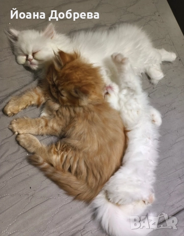 Породисти пухкави персийски котета, снимка 7 - Персийска - 52670996