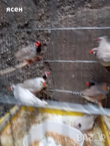 Продавам зеброви амадини джъмбо , снимка 3 - Амадини - 52339112