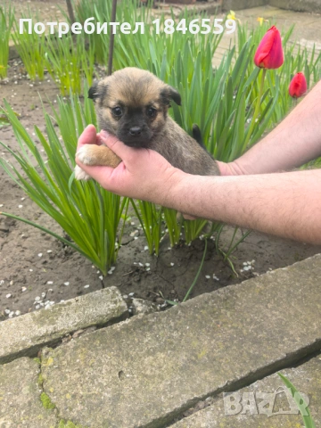 Малки кученца маймунки , снимка 8 - Пекинез - 53931339