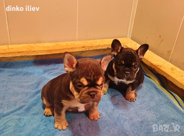 малки булдочета , снимка 2 - Френски булдог - 52907796