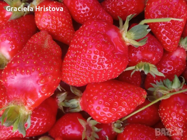 Предлагам висококачествен разсад ягоди сезонни и целогодишни сортове , снимка 3 - Разсади - 54211646