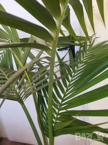 растение палма , снимка 3 - Градински цветя и растения - 53941419