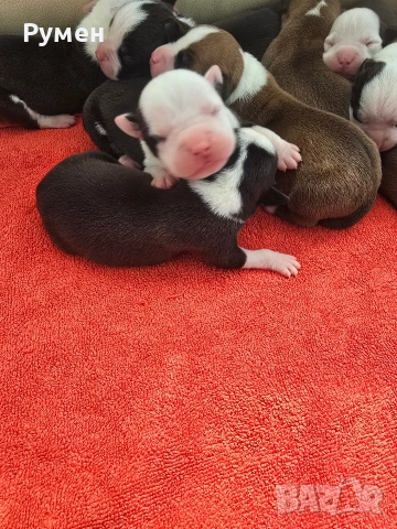 Американски стафордшир териер , снимка 8 - Американски стафордширски териер - 53970216