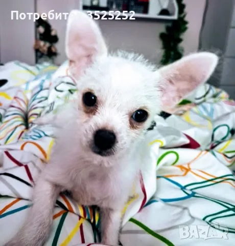 ЧИХИ , БЯЛО ДЪЛГОКОСМЕСТО МОМЧЕ С 2- ВАКСИНИ 