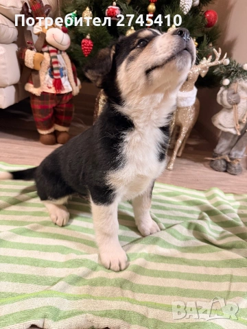,,Подарявам кученце”, снимка 2 - Други - 53005273