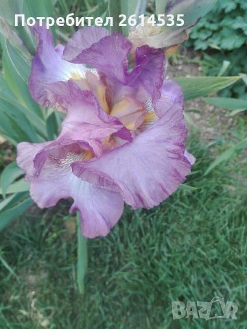 ИРИСИ, снимка 7 - Градински цветя и растения - 28657699