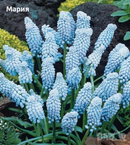 Мускари / Кукувиче грозде, снимка 5 - Градински цветя и растения - 52108328