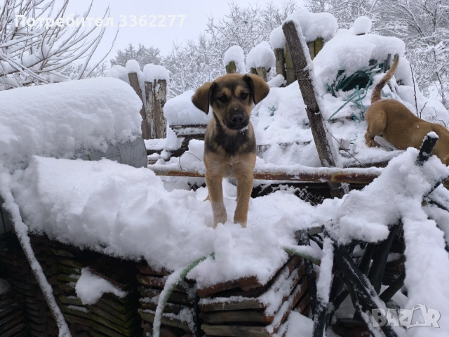 Подарявам кучета пазачи , снимка 2 - Други - 53157410
