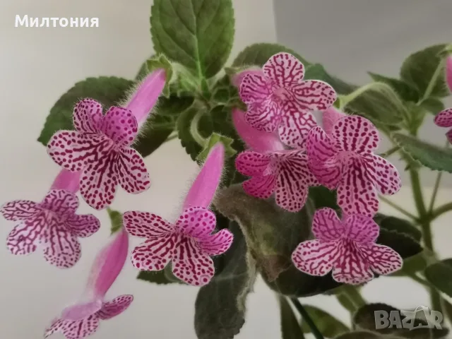 колерия kohleria Rongo 