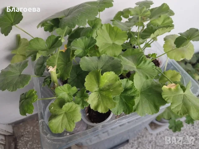 Разсад Мушкато - комплект от 10 бр общо 10 €