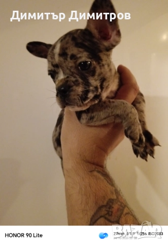 Френски булдог Мерле , снимка 3 - Френски булдог - 52734405