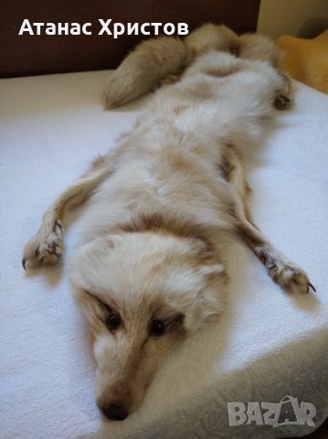 Продавам дамска луксозна яка