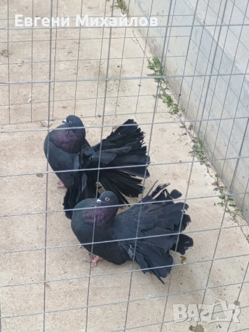 Фенерлии, снимка 3 - Гълъби - 52295955