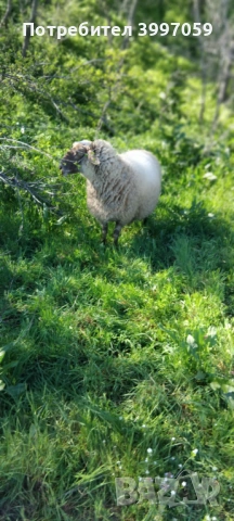 продавам 3 броя мъжки шилета, снимка 8 - Овце - 54127212