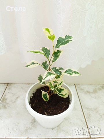 Трилистник, Индрише, Дифенбахия, Бегония, Бенджамин, Епипремнум, Билбергия , снимка 8 - Стайни растения - 52017877