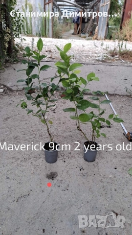 Разсад боровинки , снимка 4 - Разсади - 50801234