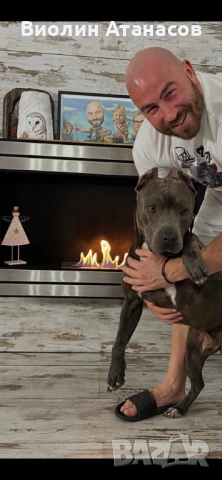 Продават се кученца Питбул Bluenose, снимка 11 - Питбул - 54348441