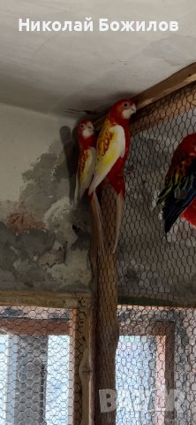 Продавам папагали розели- Рубино , снимка 2 - Папагали - 40256349