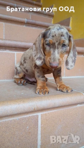 Дакел Шоко мерле, снимка 7 - Дакели - 50862299