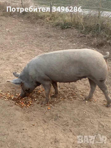 Бременни прасета