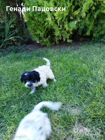 Лагото романьоло