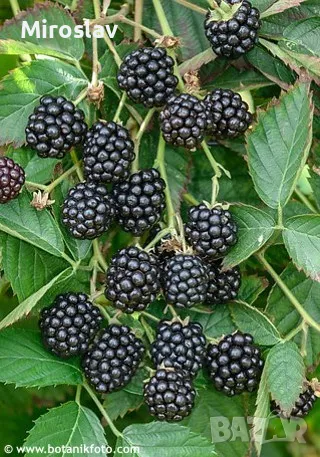 Къпина Черен сатен-(без бодли), снимка 4 - Градински цветя и растения - 49506499