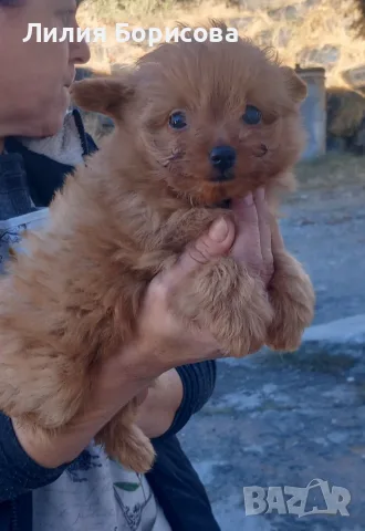 Продавам Помапу