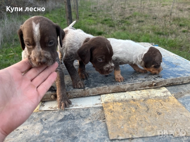 Кученца за трюфели , снимка 11 - Други - 51565937