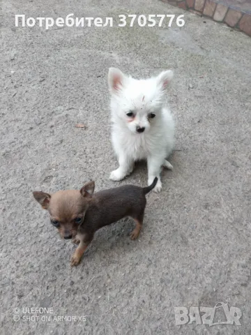 Джуджета мини мини, снимка 7 - Чихуахуа - 49937684