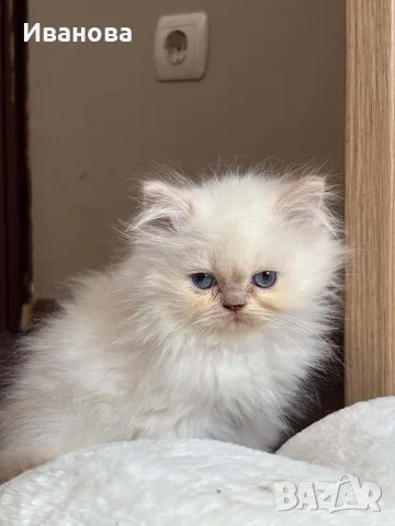 Персийско коте. , снимка 2 - Персийска - 56153471