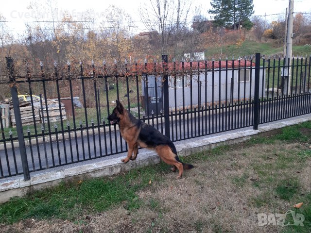 Немска овчарка, снимка 6 - Немска овчарка - 35397071