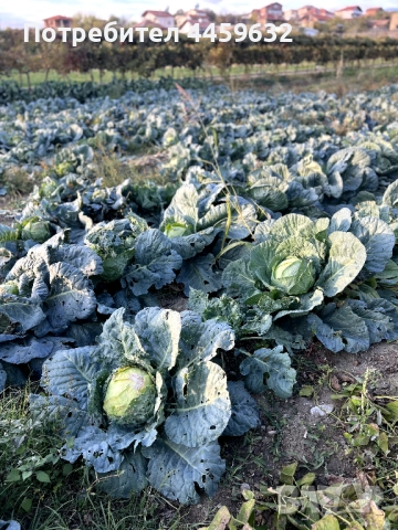 Иконом/градинар, снимка 6 - Други оферти за работа - 52637955