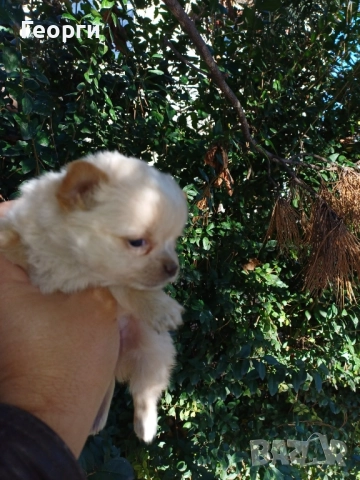 Мини чихуахуа , снимка 7 - Чихуахуа - 52620684