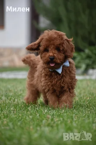 Той пудел Toy poodle, снимка 9 - Пудели - 55006000
