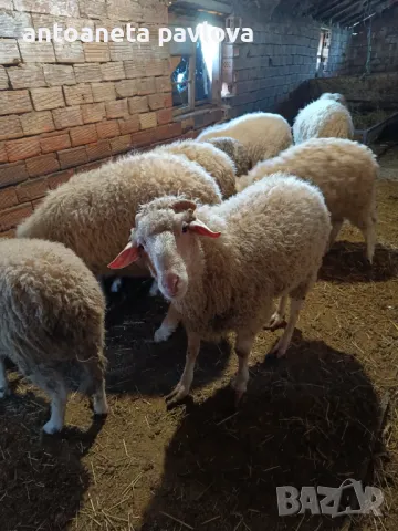 Шилета ,агнета ,кочове , снимка 4 - Овце - 41754007